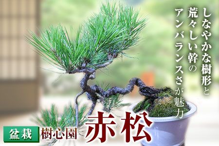 樹心園 赤松 盆栽《30日以内に出荷予定(土日祝除く)》あかまつ 樹心園 赤松 盆栽《30日以内に出荷予定(土日祝除く)》あかまつ