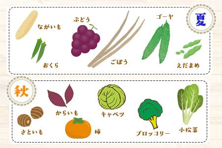 6ヶ月定期便 旬の新鮮野菜・果物詰合せセット(計6回お届け) たっぷり8-12品目 熊本県氷川町産 道の駅竜北《お申込み月の翌月から出荷開始》---sh_cmitiysiatei_21_98000_mo6num1---