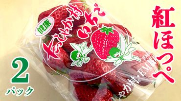 茨城県産 いちご 「 紅ほっぺ 」 2パック イチゴ 苺 果物 フルーツ 新鮮 旬 果実 [AM133us]