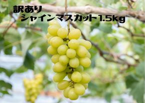 ＜25年発送先行予約＞【ご家庭用に】笛吹市産『訳ありシャインマスカット』1.5kg 167-013