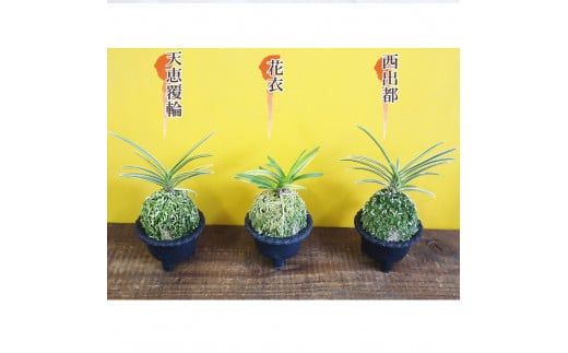 風蘭鉢 富貴蘭 九谷焼