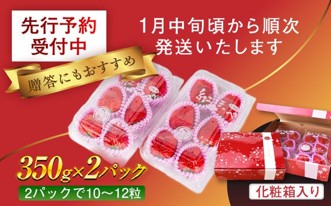 【先行予約】　超特大玉いちご 完熟 紅ほっぺ (350g×2パック) いちご 果物 フルーツ 愛西市/はしもと園芸[AECD001]