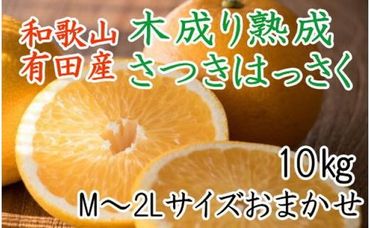 こだわりの和歌山有田産木成り完熟八朔「さつき」　M～２Lサイズおまかせ　10Kg入り★2025年4月より順次発送      BZ052