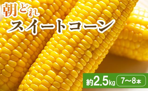 [2026年5月下旬より順次配送]朝どれスイートコーン 2.5kg以上(7〜8本) - トウモロコシ とうもろこし 野菜 国産 産地直送 期間限定 季節限定 旬彩ファームやまさき sy-0001
