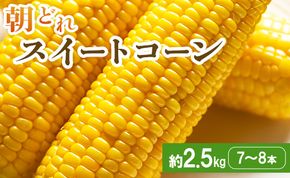 【2026年5月下旬より順次配送】朝どれスイートコーン 2.5kg以上(7～8本) - トウモロコシ とうもろこし 野菜 国産 産地直送 期間限定 季節限定 旬彩ファームやまさき sy-0001