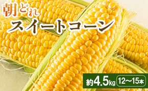 朝どれスイートコーン 4.5kg(12～15本)  - トウモロコシ とうもろこし 野菜 国産 産地直送 期間限定 季節限定 旬彩ファームやまさき sy-0002