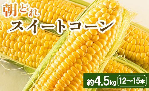 朝どれスイートコーン 4.5kg(12～15本)  - トウモロコシ とうもろこし 野菜 国産 産地直送 期間限定 季節限定 旬彩ファームやまさき sy-0002