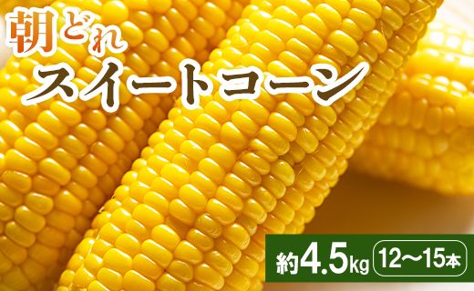 [2026年5月下旬より順次配送]とうもろこし スイートコーン 4.5kg(12〜15本) - トウモロコシ とうもろこし 野菜 国産 産地直送 期間限定 旬彩ファームやまさき sy-0002