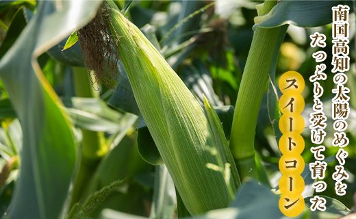 【2026年5月下旬より順次配送】朝どれスイートコーン 2.5kg以上(7～8本) - トウモロコシ とうもろこし 野菜 国産 産地直送 期間限定 季節限定 旬彩ファームやまさき sy-0001