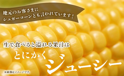 朝どれスイートコーン 2.5kg以上(7～8本) - トウモロコシ とうもろこし 野菜 国産 産地直送 期間限定 季節限定 旬彩ファームやまさき sy-0001