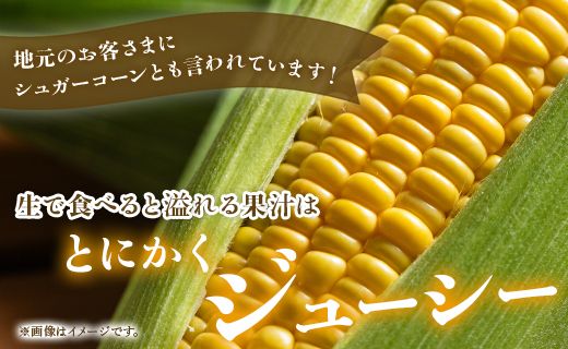 【2026年5月下旬より順次配送】とうもろこし スイートコーン 4.5kg(12～15本)  - トウモロコシ とうもろこし 野菜 国産 産地直送 期間限定 旬彩ファームやまさき sy-0002