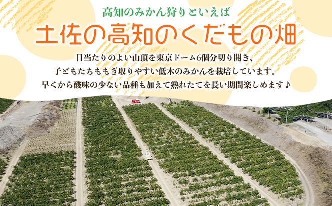 みかん狩り体験チケット 3名分(１０月中旬～１２月中旬頃) - ミカン狩り 蜜柑狩り 柑橘 フルーツ 利用券 旅行 観光 高知県 香南市 kd-0018