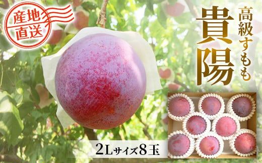 【2025年発送分 先行予約】貴陽（2L）８玉　すもも プラム スモモ 李 くだもの 果物 山梨 やまなし フルーツ 産地直送 富士川町