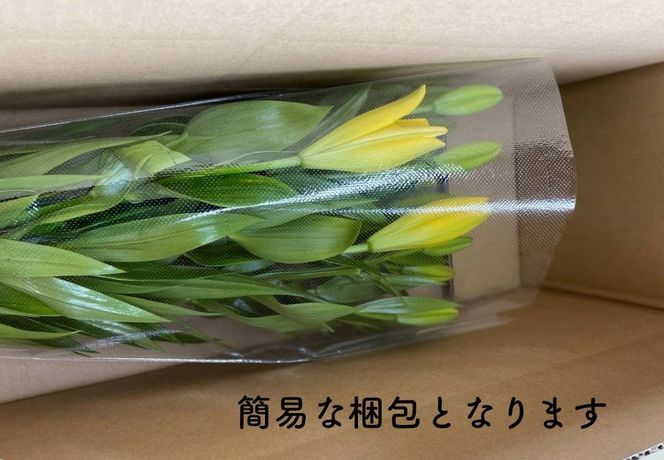 京丹後すかしユリ　色お任せ10本（30～35輪）（2026年9月下旬～発送）　NG00013