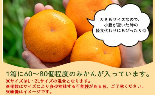 山北みかん 大玉サイズ(L,2Lサイズ) 10kg 約60～80個入り 甘い - 果物 フルーツ 柑橘類 温州みかん ミカン 蜜柑 甘い おいしい 美味しい 山北みらい 高知県 香南市 yk-0029