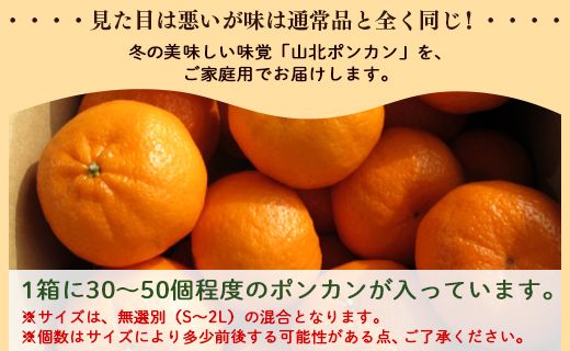 ぽんかん 5kg(約30～50個程度) わけあり 山北ポンカン - 果物 フルーツ 柑橘類 ぽんかん ミカン 蜜柑 訳アリ わけあり 生産者応援 甘い おいしい 美味しい 山北みらい yk-0051