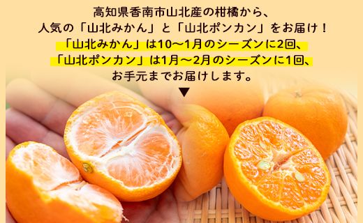 みかん 定期便 3回 合計15kg 山北みかん 10kg 80~120玉 山北ポンカン 5kg 30~50玉 秀品 甘い - 果物 フルーツ 柑橘類 温州みかん ぽんかん ミカン 蜜柑 甘い おいしい 山北みらい 高知県 香南市 Wyk-0032