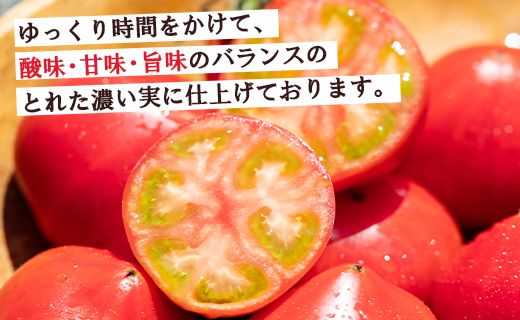 野菜ソムリエが育てた 家庭用 フルーツトマト 合計3kg(500g×6袋) 甘い 高知 うしの恵 小分け - 野菜 産地直送 サラダ 完熟 甘い あまい フレッシュ さっぱり 酸味 うしの恵 小分け おいしい 国産 高知県 香南市 mj-0015