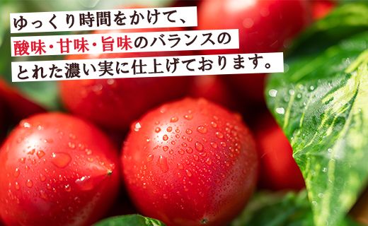 【先行受付】野菜ソムリエが育てた 家庭用 フルーツトマト 合計1.5kg(500g×3袋) 甘い 高知 うしの恵 - 野菜 料理 アレンジ サラダ 完熟 甘い あまい フレッシュ mj-0021