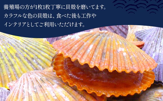 レンジでチン！する長太郎貝 10枚入 約800g ホタテの仲間 貝柱 - ヒオウギ貝 ひおうぎ貝 魚介類 海鮮 海産物 個包装 貝柱 酒蒸し バーベキュー BBQ アウトドア キャンプ 興洋フリーズ株式会社 高知県 香南市 冷凍 kf-0001