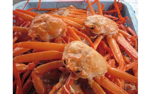 【香住ガニ 生足 6肩 かにすきダシ付 冷凍】 本場 香住産 水揚げ 生足 加工冷凍 焼きがに かに鍋 かに汁 数量限定 兵庫県 香美町 香住 かに ベニズワイガニ 足 爪 日本海フーズ 07-35