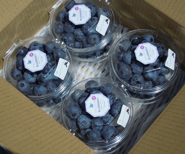 国産(美浜町産)超大粒ブルーベリー 『8パック入り』　※2026年5月上旬～7月上旬頃に順次発送予定