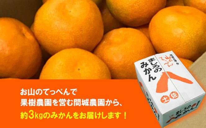 山のてっぺん間城農園のみかん3kg - フルーツ 果物 柑橘 みかん フルーツ 柑橘 期間限定 ms-0045