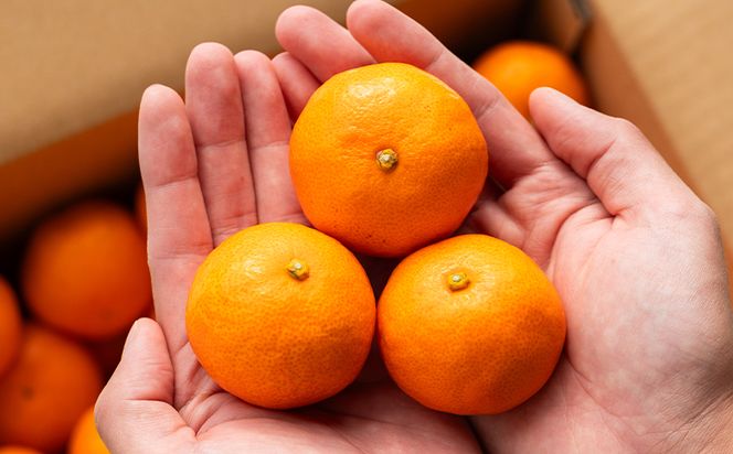 山のてっぺん間城農園のみかん3kg - フルーツ 果物 柑橘 みかん フルーツ 柑橘 期間限定 ms-0045