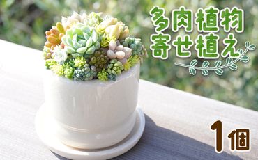 多肉植物 多肉 寄せ植え 1個 - 鉢植え インテリア ガーデニング おしゃれ グリーン プレゼント 観葉植物 多肉 植物 寄せ植え かわいい お楽しみ 自然 PUKUTTO 高知県 香南市 pk-0001