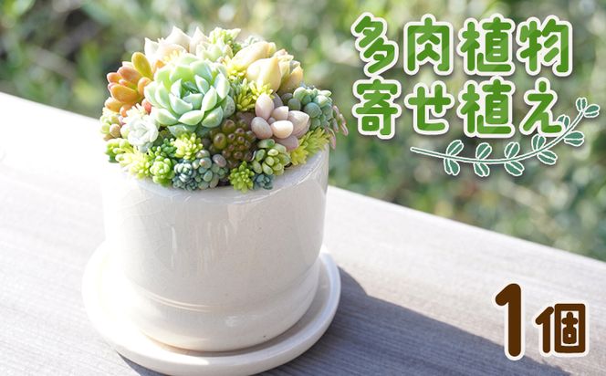 多肉植物 多肉 寄せ植え 1個 - 鉢植え インテリア ガーデニング おしゃれ グリーン プレゼント 観葉植物 多肉 植物 寄せ植え かわいい お楽しみ 自然 PUKUTTO 高知県 香南市 pk-0001