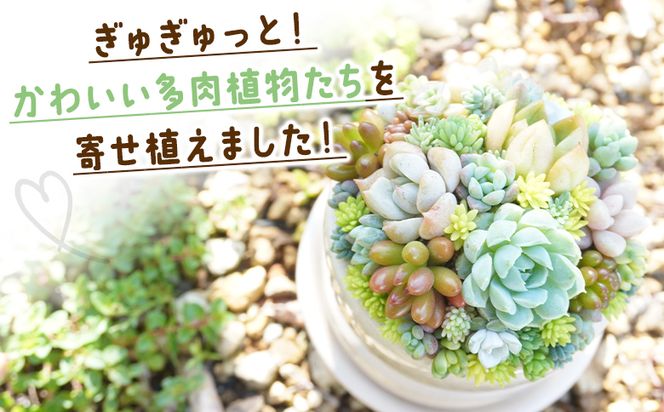 多肉植物 多肉 寄せ植え 1個 - 鉢植え インテリア ガーデニング おしゃれ グリーン プレゼント 観葉植物 多肉 植物 寄せ植え かわいい お楽しみ 自然 PUKUTTO 高知県 香南市 pk-0001