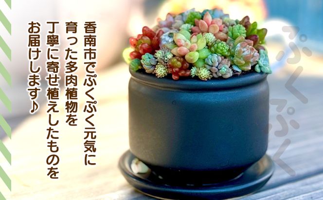 多肉植物 多肉 寄せ植え 1個 - 鉢植え インテリア ガーデニング おしゃれ グリーン プレゼント 観葉植物 多肉 植物 寄せ植え かわいい お楽しみ 自然 PUKUTTO 高知県 香南市 pk-0001