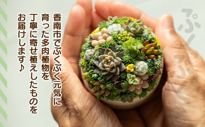 多肉植物 多肉 寄せ植え 1個 - 鉢植え インテリア ガーデニング おしゃれ グリーン プレゼント 観葉植物 多肉 植物 寄せ植え かわいい お楽しみ 自然 PUKUTTO 高知県 香南市 pk-0001
