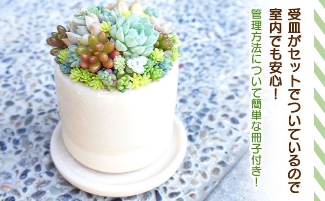 多肉植物 多肉 寄せ植え 1個 - 鉢植え インテリア ガーデニング おしゃれ グリーン プレゼント 観葉植物 多肉 植物 寄せ植え かわいい お楽しみ 自然 PUKUTTO 高知県 香南市 pk-0001