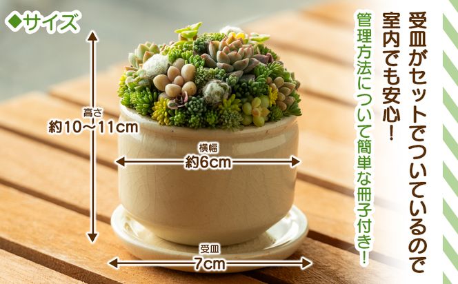 多肉植物 多肉 寄せ植え 1個 - 鉢植え インテリア ガーデニング おしゃれ グリーン プレゼント 観葉植物 多肉 植物 寄せ植え かわいい お楽しみ 自然 PUKUTTO 高知県 香南市 pk-0001