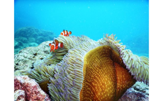 【むるぬーし】美ら海ベストポイント・ファンダイビング（2ダイブ）＜2名様分＞