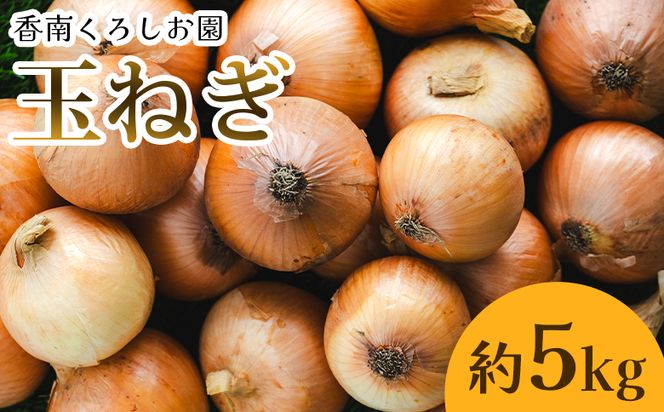 玉ねぎ 5kg 先行予約 野菜 高知 - 香南市産 国産 たまねぎ タマネギ 玉葱 野菜 オニオンスープ ハンバーグ 常備野菜 保存野菜 香南くろしお園 高知県 香南市 ke-0004