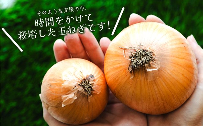 玉ねぎ 7kg 家庭用 先行予約 野菜 高知 大小混合 - 香南市産