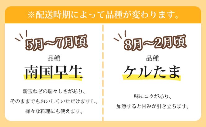 玉ねぎ 5kg 先行予約 野菜 高知 - 香南市産 国産 たまねぎ タマネギ 玉葱 野菜 オニオンスープ ハンバーグ 常備野菜 保存野菜 香南くろしお園 高知県 香南市 ke-0004