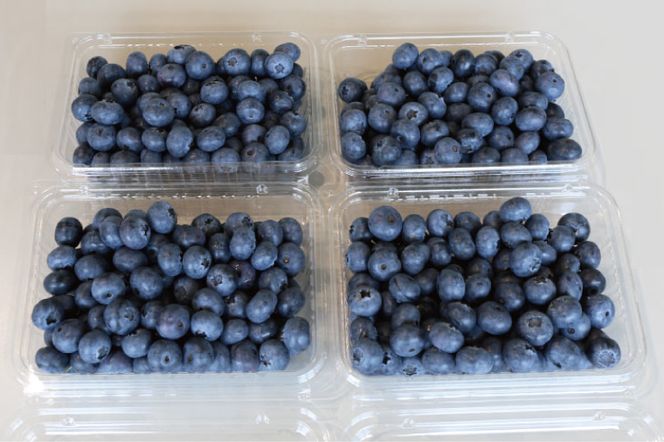 ＼数量限定／ 【先行予約】益子町産 フレッシュブルーベリー 1.2kg (300g×4パック) | ブルーベリー  順次発送 フルーツ 新鮮 旬 期間限定  ハイブッシュ系 大粒 ジューシー スムージー (AA019-1)
