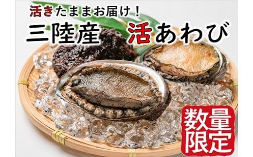 [期間限定11月〜12月発送][配送日・曜日指定不可]活アワビ約500g(4個前後)/約1kg (8個前後)