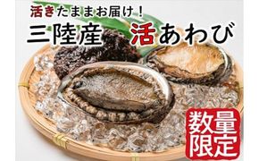 【期間限定11月～12月発送】【配送日・曜日指定不可】活アワビ約500g（4個前後）/約1kg (8個前後)　