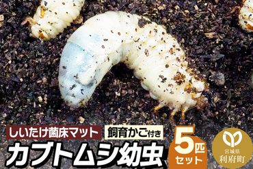 宮城県利府町産 カブトムシ幼虫5匹セット|06_ods-030501