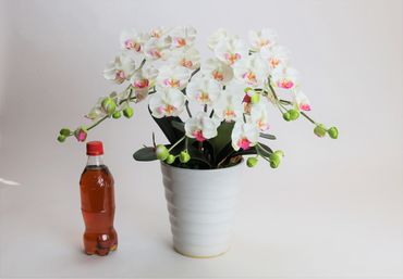 綺麗で丈夫な三河陶器で贈る 光触媒胡蝶蘭小輪３本立（白の陶器×白桃色の花） H100-083