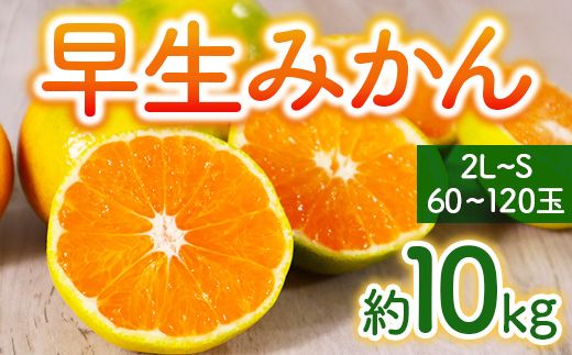 【2024年11月~12月に順次発送】 早生みかん 約10㎏ AG08