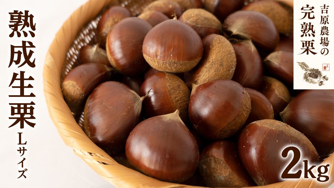 [ 吉原農場 の 完熟栗 ] 熟成 生栗 2kg Lサイズ 令和7年産 完熟 栗 くり クリ 栗ごはん 贈答 ギフト 果物 フルーツ 数量限定 旬 秋 冬 正月 おせち [CX002ci]