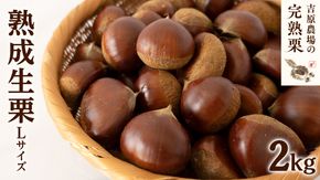 【 吉原農場 の 完熟栗 】 熟成 生栗 2kg Lサイズ 令和7年産 完熟 栗 くり クリ 栗ごはん 贈答 ギフト 果物 フルーツ 数量限定 旬 秋 冬 正月 おせち [CX002ci]