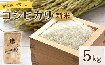 コシヒカリ 5kg 新米 愛情注いで育てたコシヒカリ - こしひかり お米 白米 精米 ご飯 ごはん 株式会社都築企画 高知県 香南市 td-0004