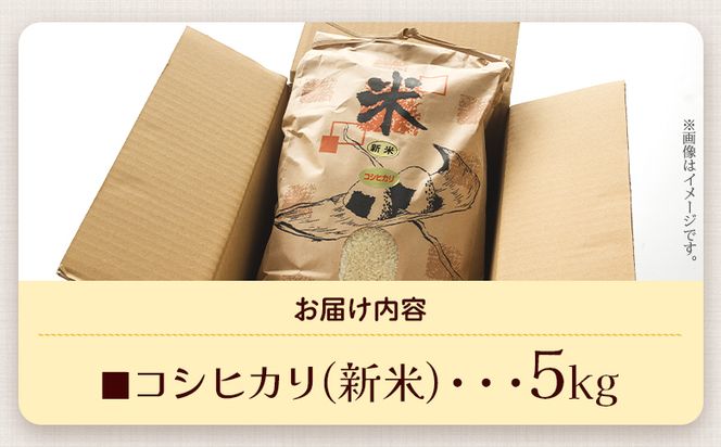 コシヒカリ 5kg 新米 愛情注いで育てたコシヒカリ - こしひかり お米 白米 精米 ご飯 ごはん 株式会社都築企画 高知県 香南市 td-0004