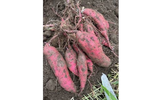 生芋　20kg　S～Lサイズ混合　2箱 いも長 | さつまいも いも 生いも 紅はるか 国産 ※着日指定不可 ※離島への配送不可 ※2025年12月下旬頃より順次発送予定